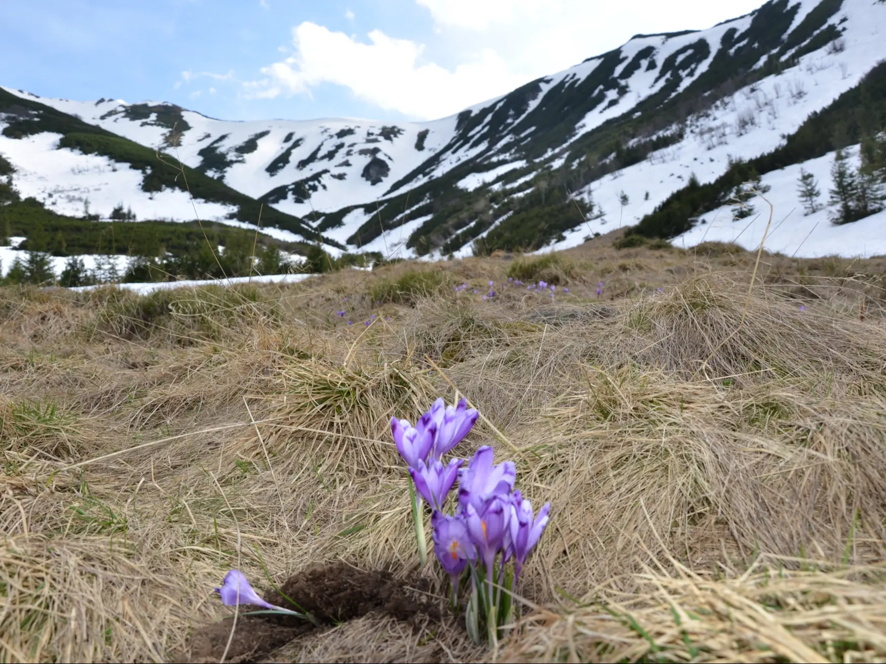 Sat Dornisoara - poiana Izvoarele Dornei - Poiana Izvoarelor